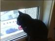 Lovely black male cat for rehoming. HI,  My name is rahl, ....