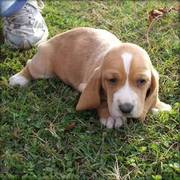 Basset Hound Puppies For Christmas