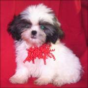 Kc Registered Shih Tzu Puppy for Rehoming