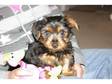 Male Yorkshire Terrier Pup For Sale