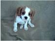 Cavalier King Charles Spaniel Puppy for sale - Male