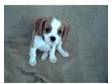 Cavalier King Charles Spaniel Puppy for sale - Male. Our....