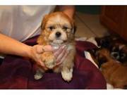 Lhasa Apso Puppies For Xmas(alisonosulley@yahoo.com)