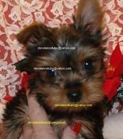 spunky Yorkie puppies. Classy contactvia email on pics