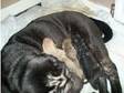 2 sher pei puppies for sale. kc registered sher pei....