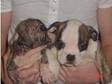 old tyme bulldog pups 2 left both bitches £500. 5....