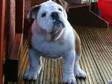 british bulldog puppy dog 16 weeks old kc registered 5....