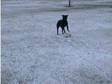 staffordshire bull terrier. all black boy he is 18....