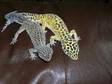 Breeding pair of leopard geckos for sale. Male is 2....
