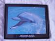 Bottlenose Dolphin Picture