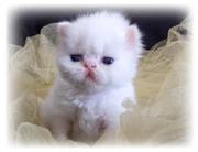 Cream Persian Kittens for sale 