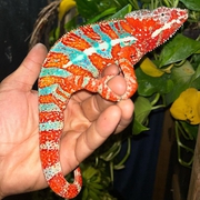 We breed and sell a wide variety of Chameleons 