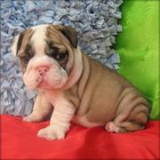 cute and adorable bulldog puppies for sale