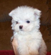 Stunning Maltese Puppies for sale