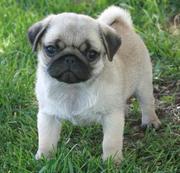 Excellant Champion Blood Lines Pug Puppies For Adoption 